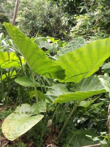 0369 Indonesien 2018 10